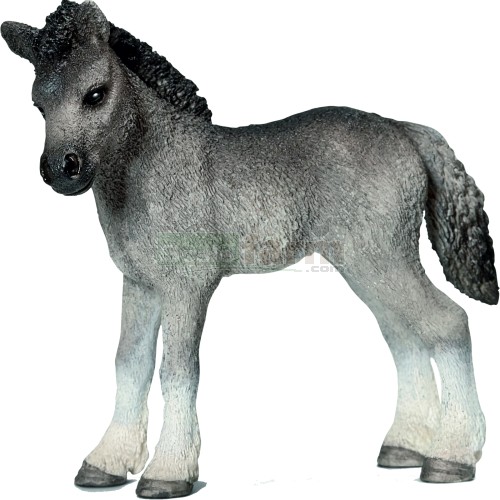 Fell Pony Foal
