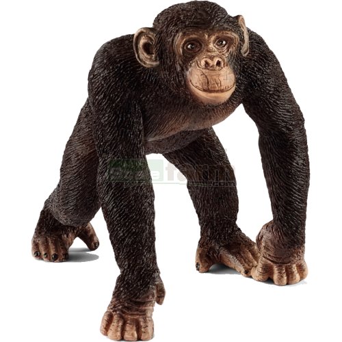 Chimpanzee, Male
