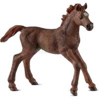 Preview English Thoroughbred Foal