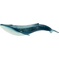 Preview Blue Whale