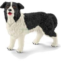 Preview Border Collie