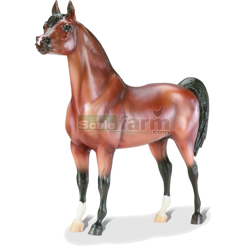 Thee Desperado - Arabian Horse