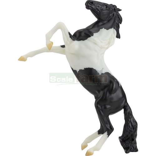 Black Pinto Rearing Mustang