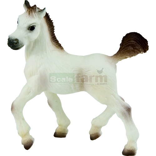 Arabian Foal