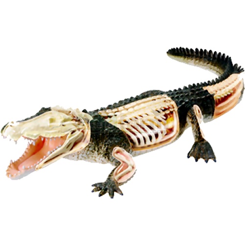 X-Ray Crocodile Anatomy Model