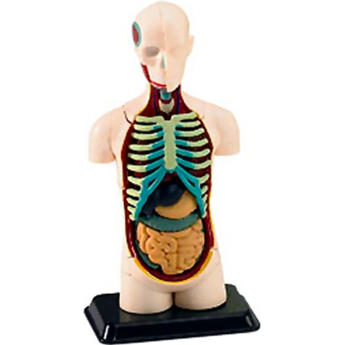 X-Ray Human Body Anatomy Model