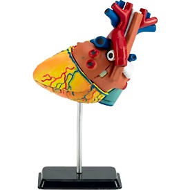 X-Ray Heart Anatomy Model