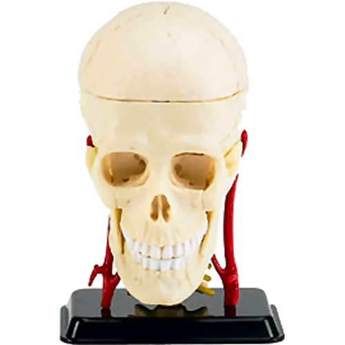 X-Ray Cranial Nerve Skull Anatomy Model