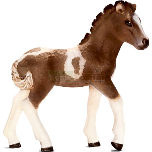 Icelandic Pony Foal