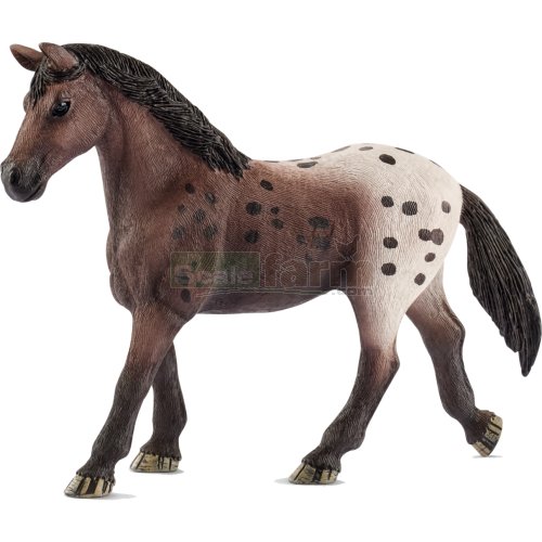 Appaloosa Mare