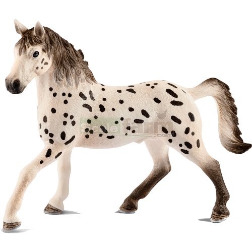 Knapstrupper Stallion