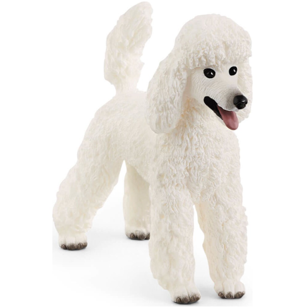 Poodle