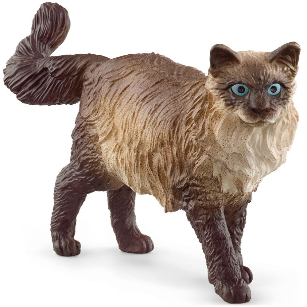 Ragdoll Cat