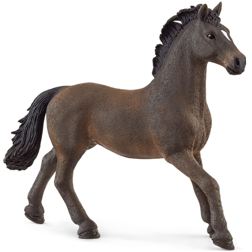 Oldenburger Stallion