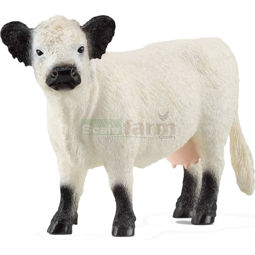 Galloway Cow