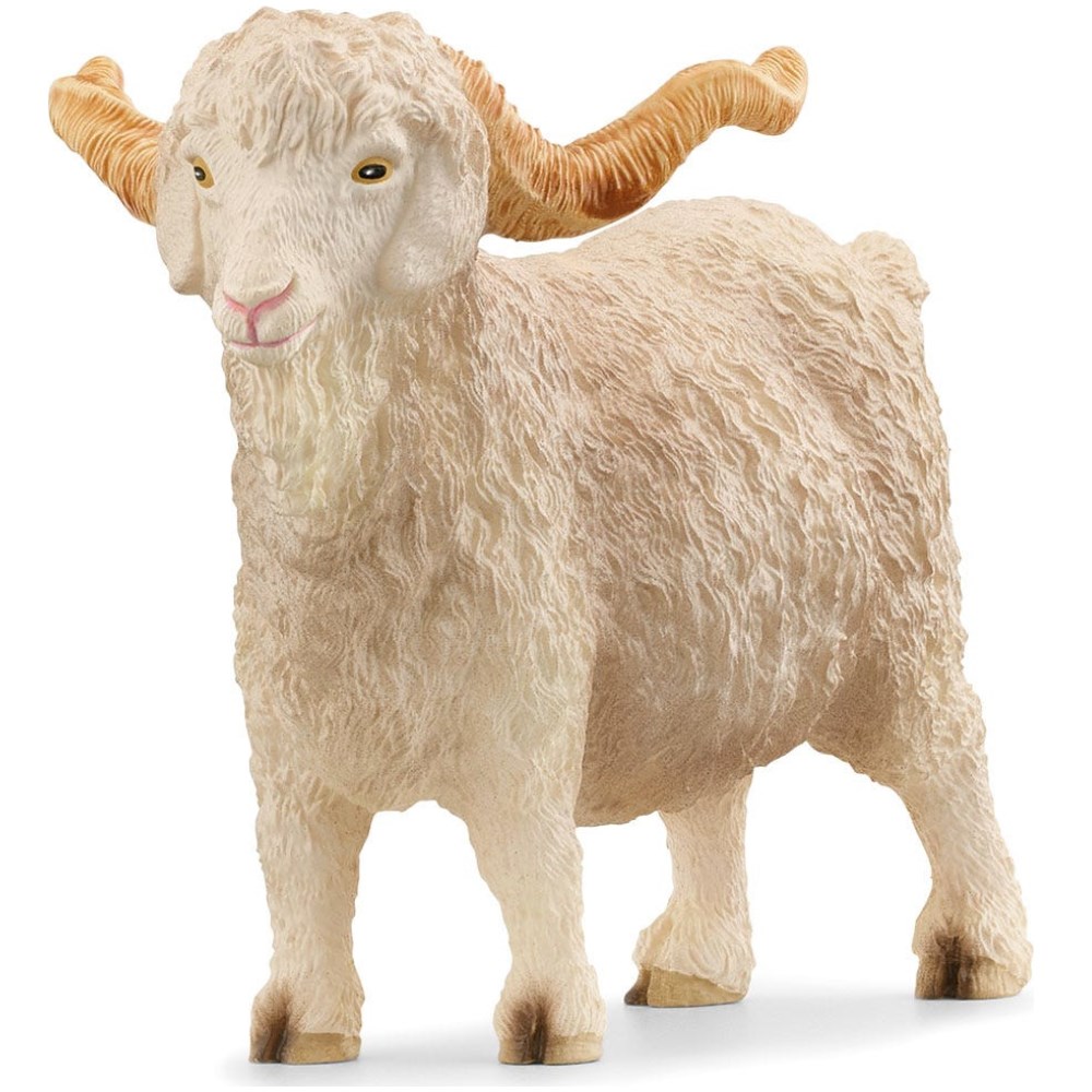 Angora Goat