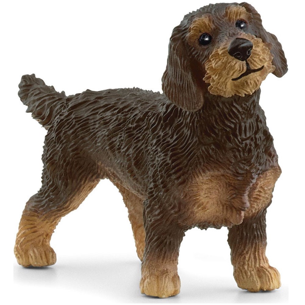Wire-Haired Dachshund