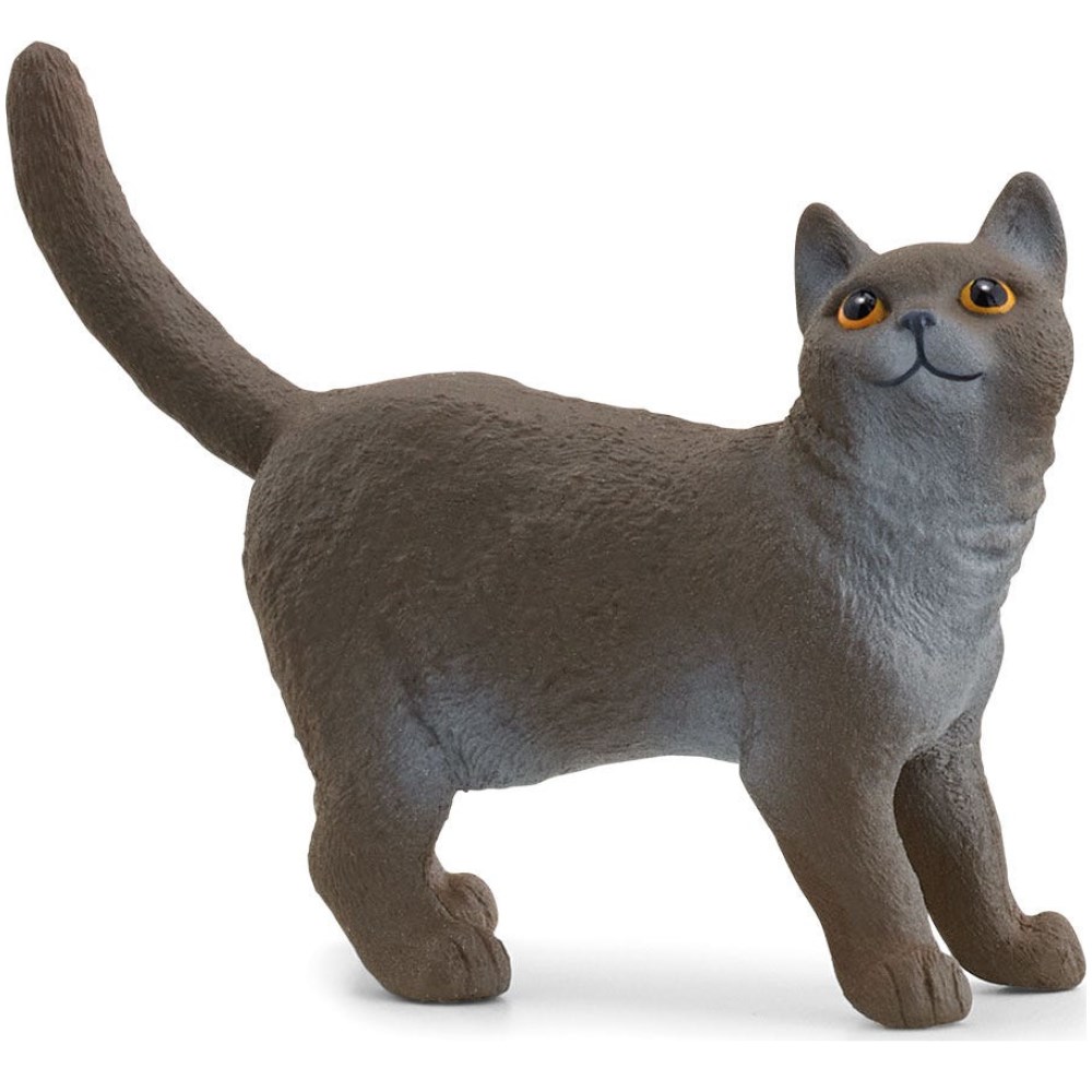 British Shorthair Cat