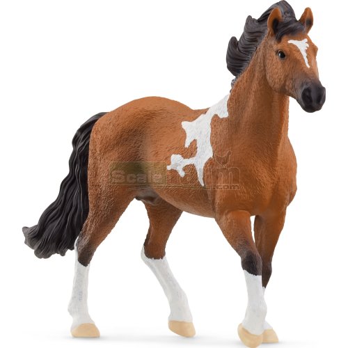 Mangalarga Marchador Stallion