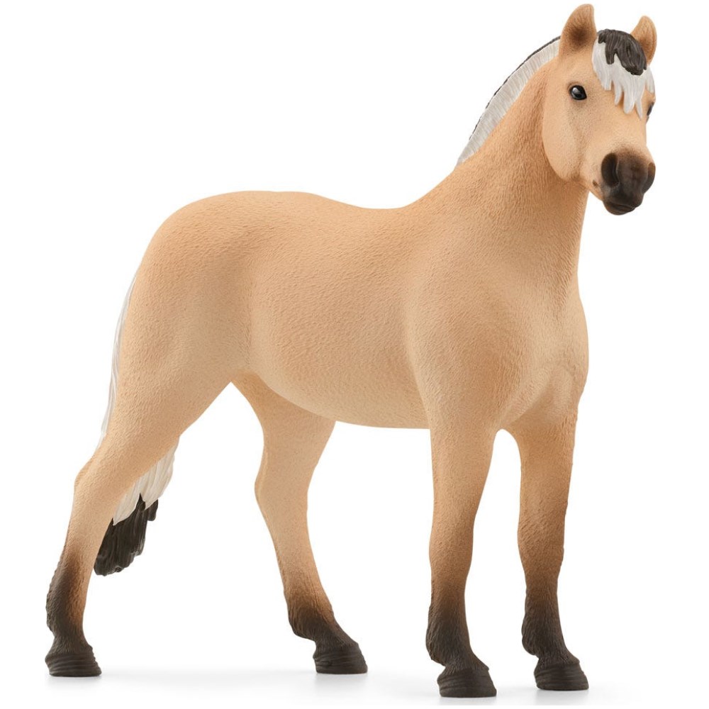 Norwegian Fjord Horse Gelding