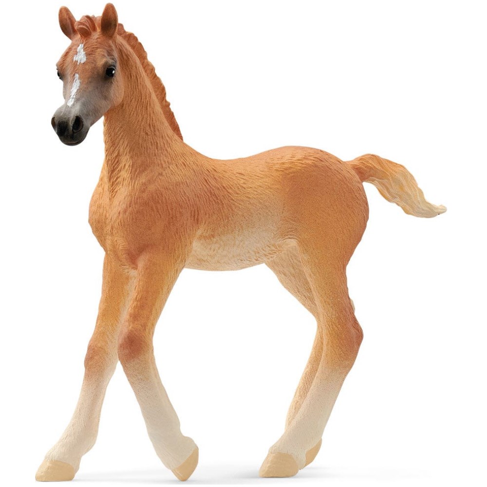 Arab Foal