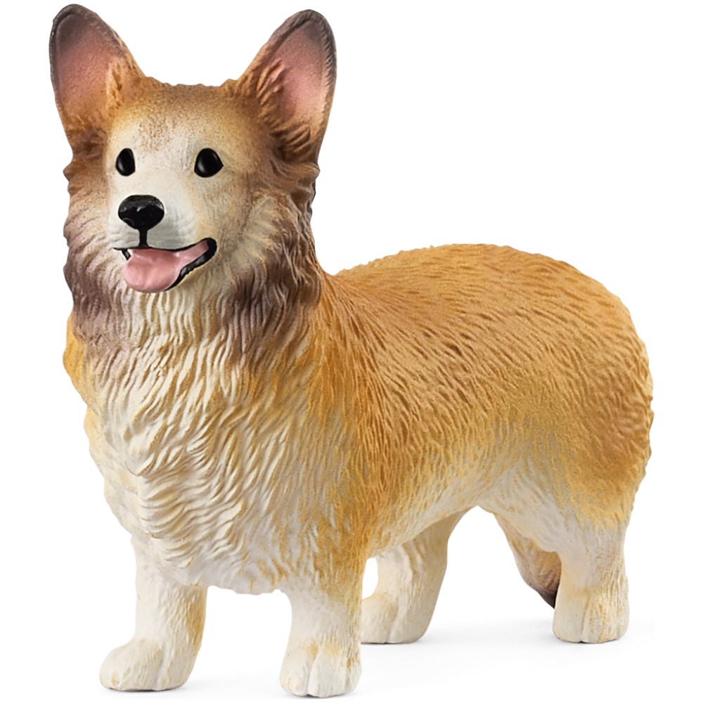 Welsh Corgi