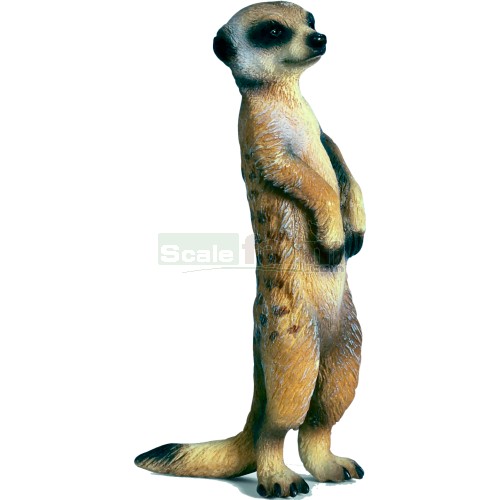 Meerkat, Standing