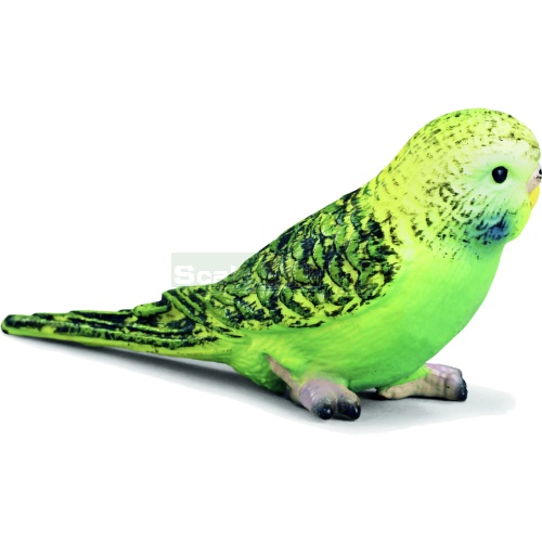 Budgie, Green