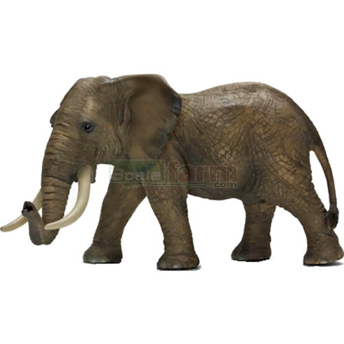 African Elephant, Male