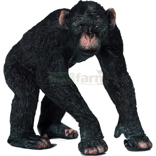Chimpanzee Male