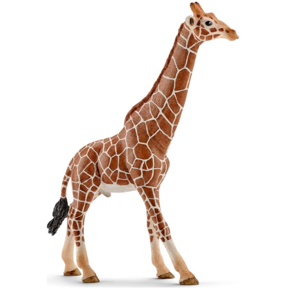 Giraffe, Male