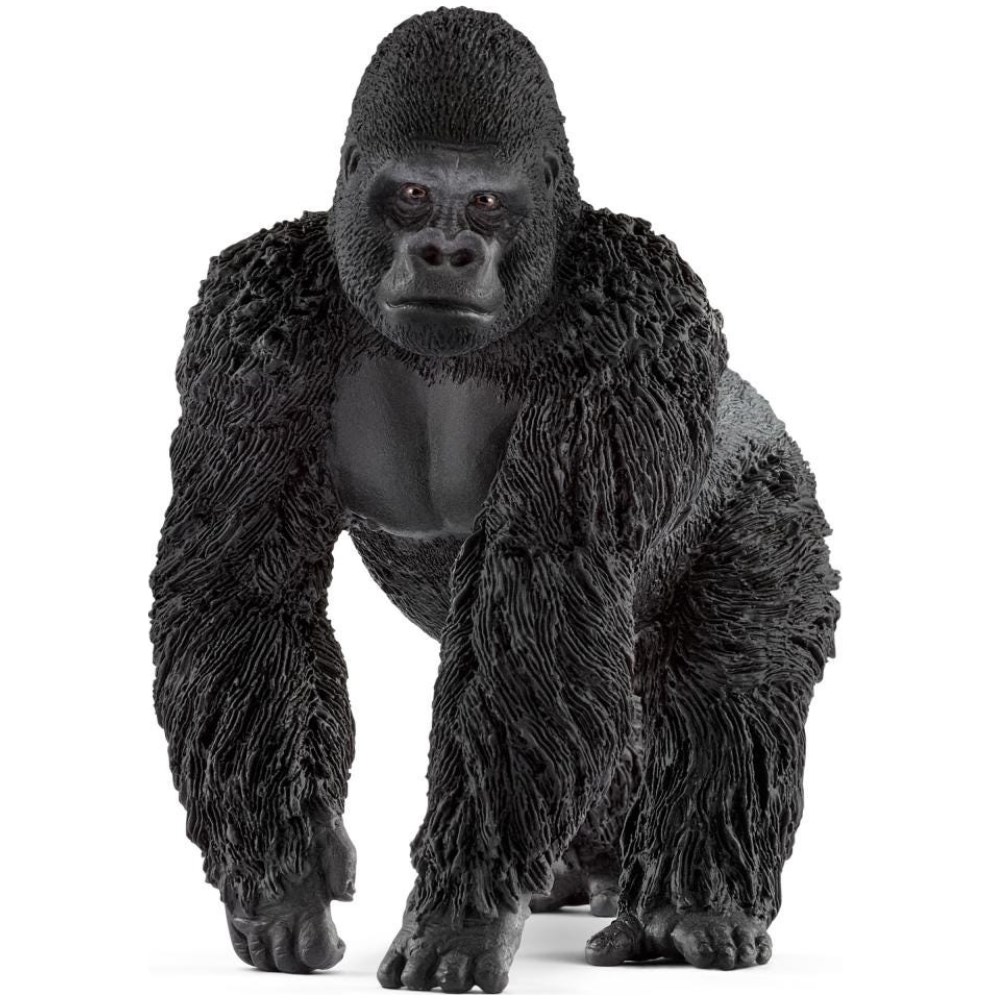 Gorilla, Male