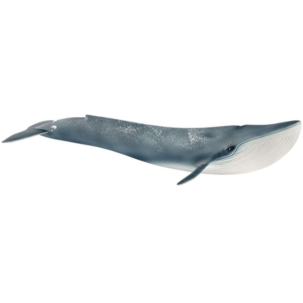 Blue Whale