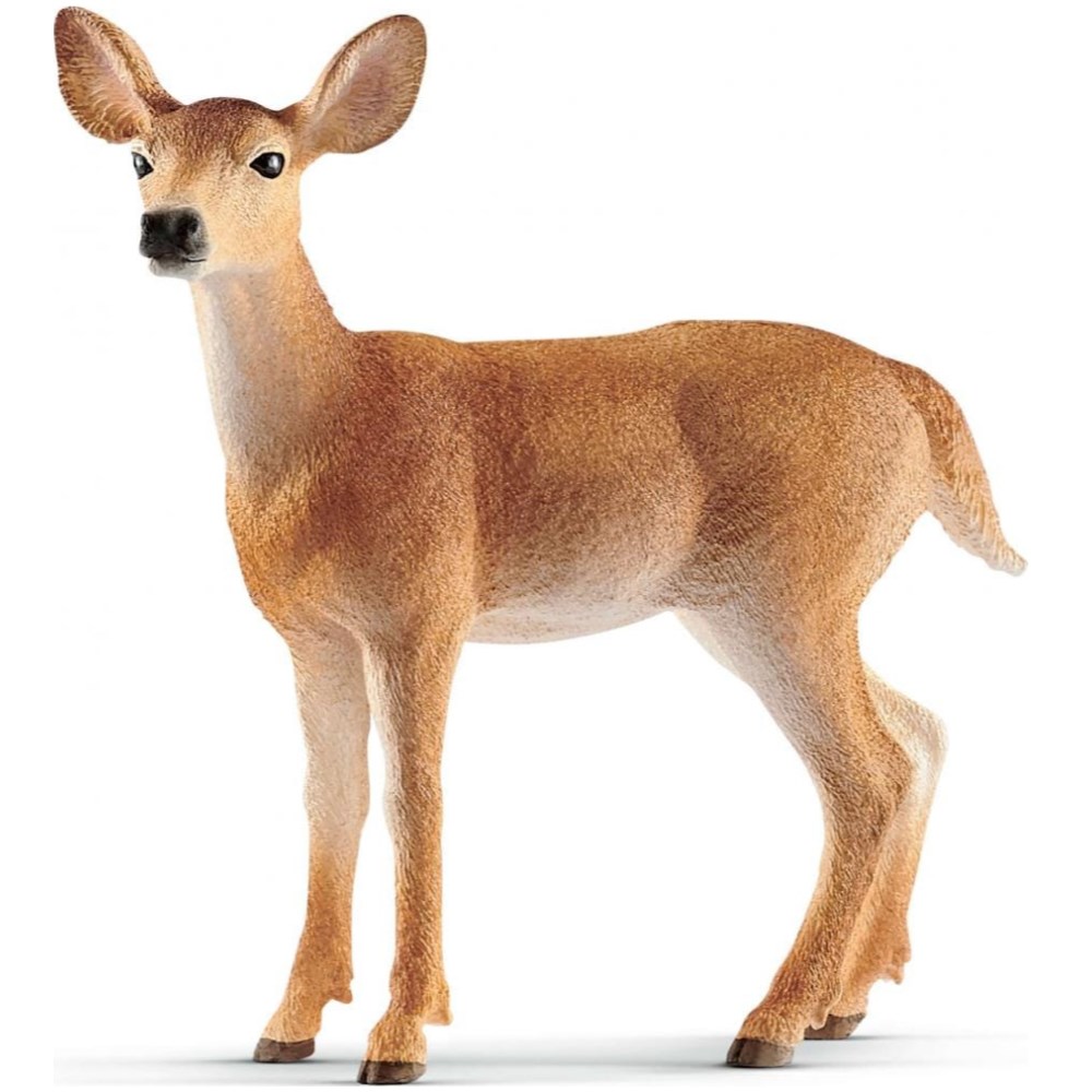 White-tailed Doe