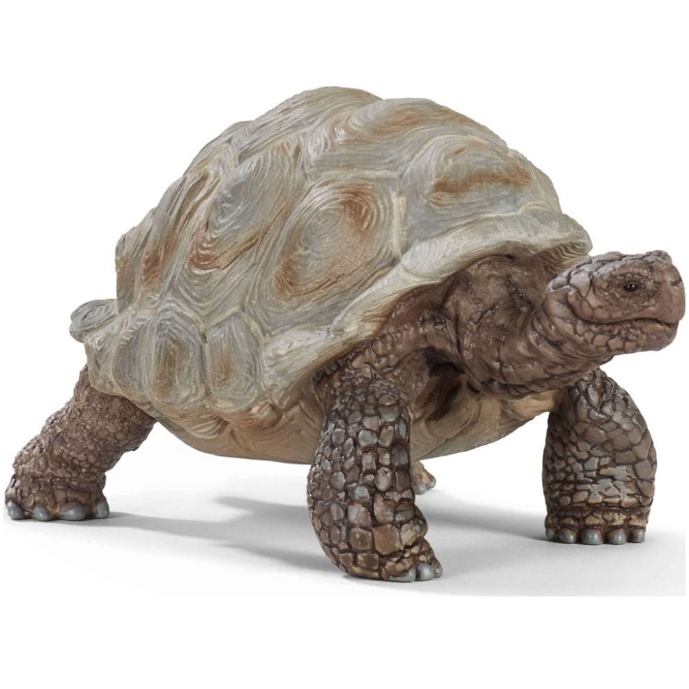 Giant tortoise
