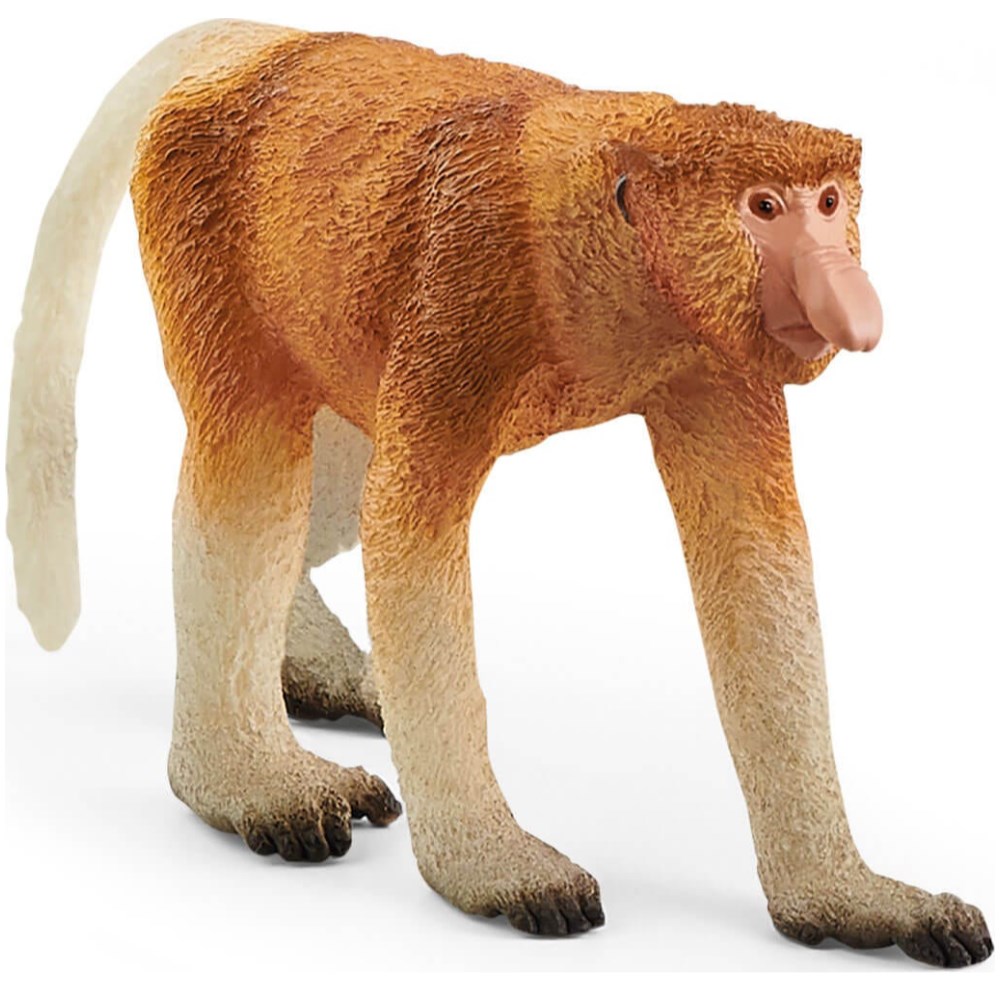 Proboscis Monkey