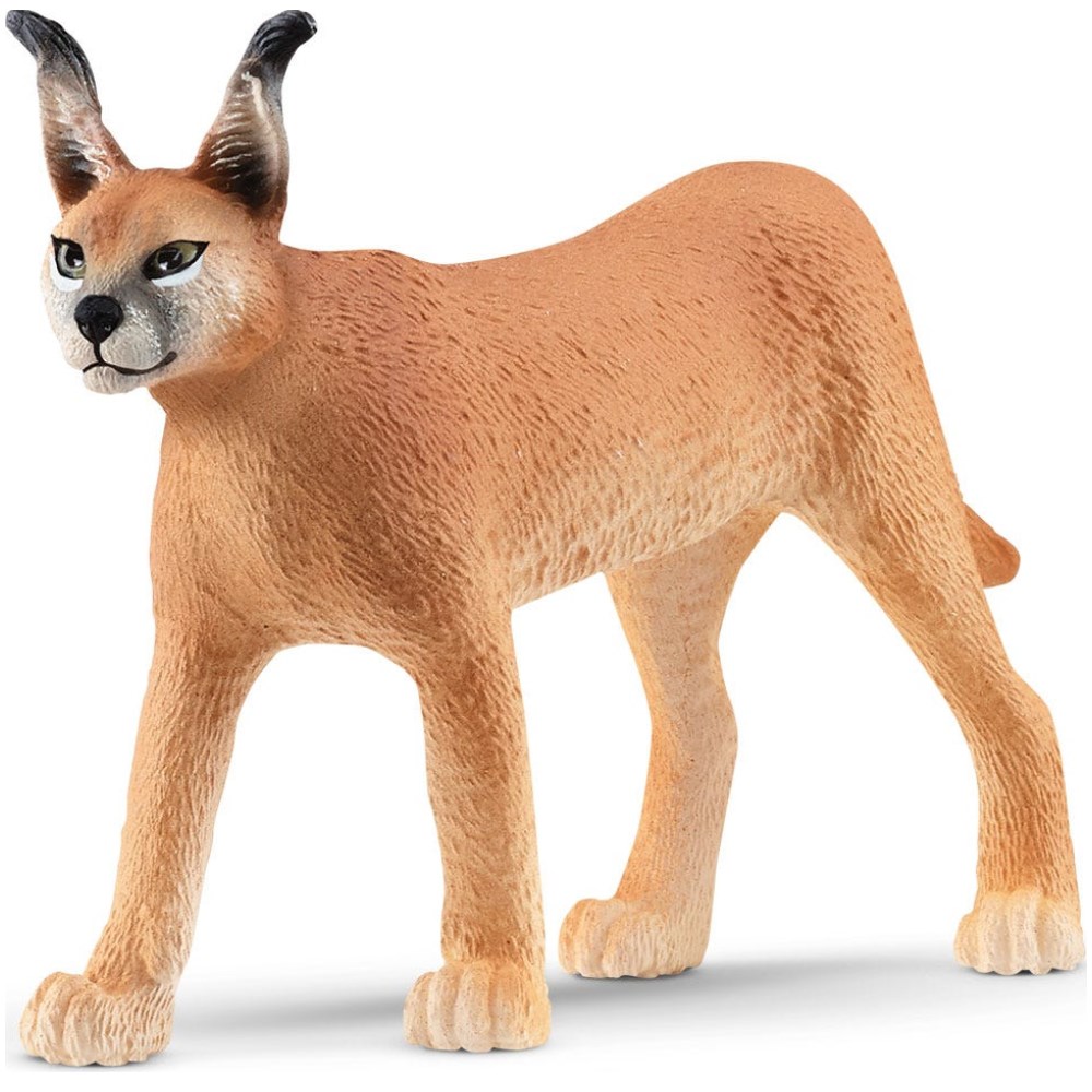 Caracal Female