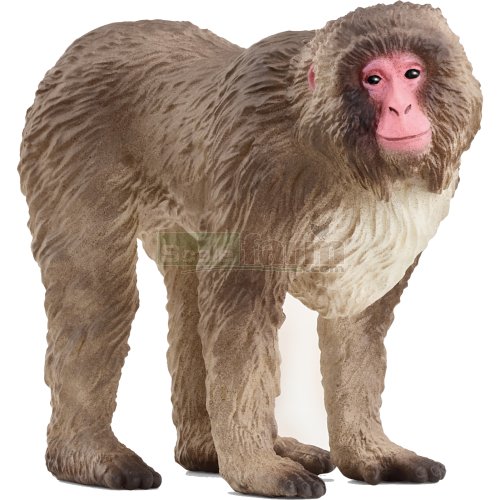 Japanese Macaque
