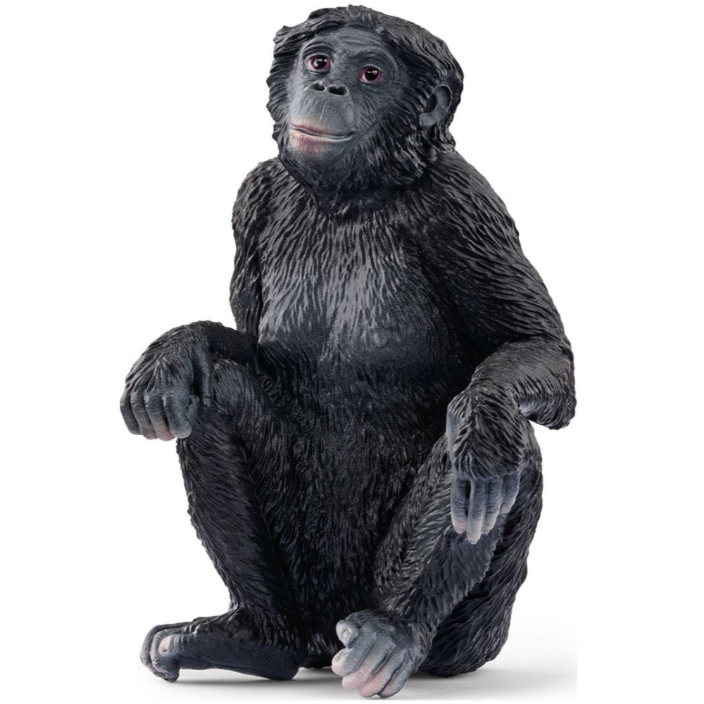 Bonobo Female