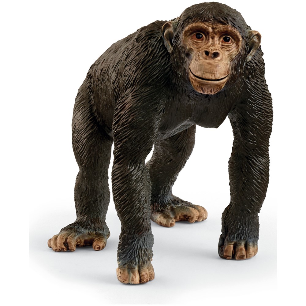 Chimpanzee