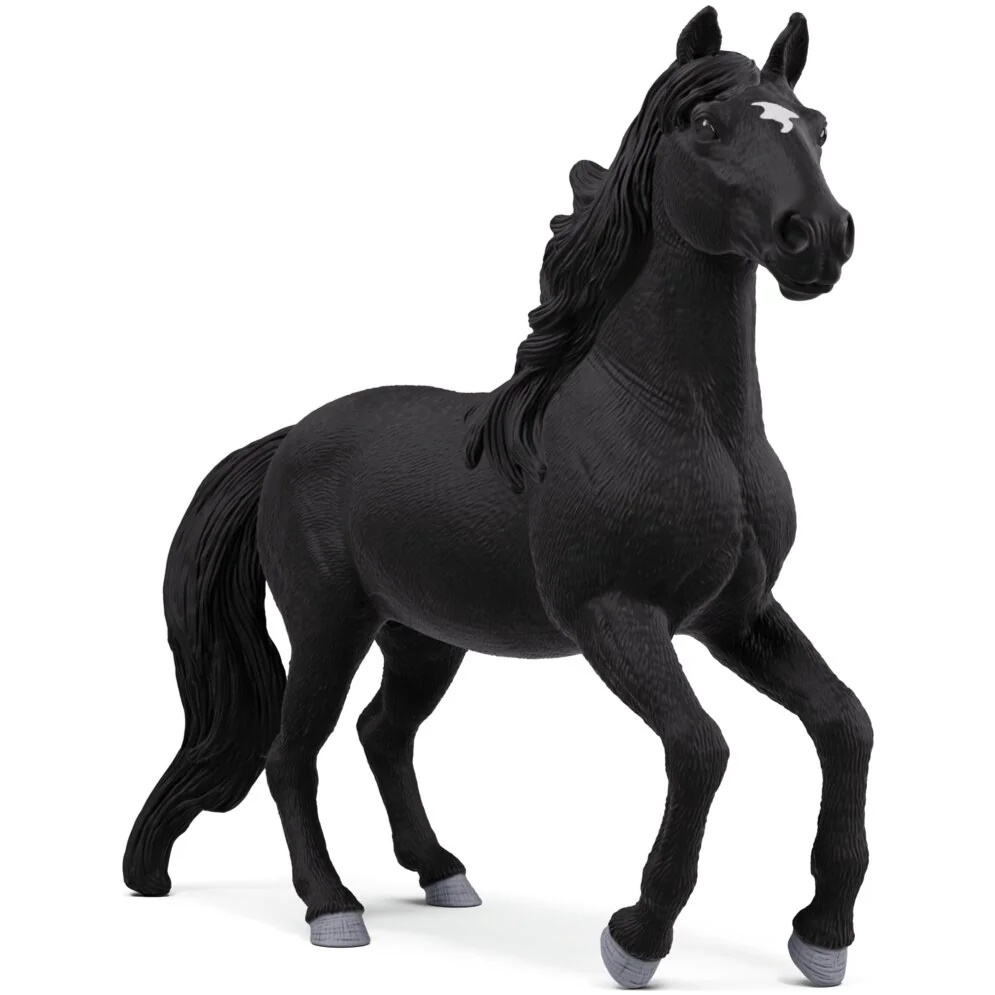 Lusitano Stallion