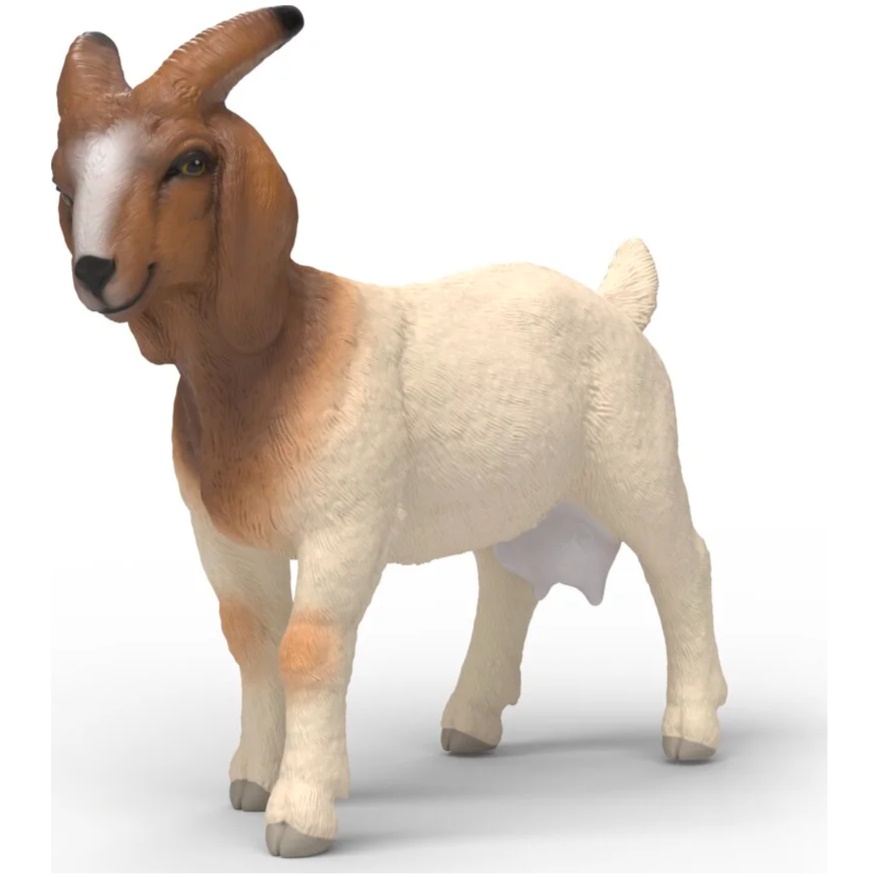 Boer Goat