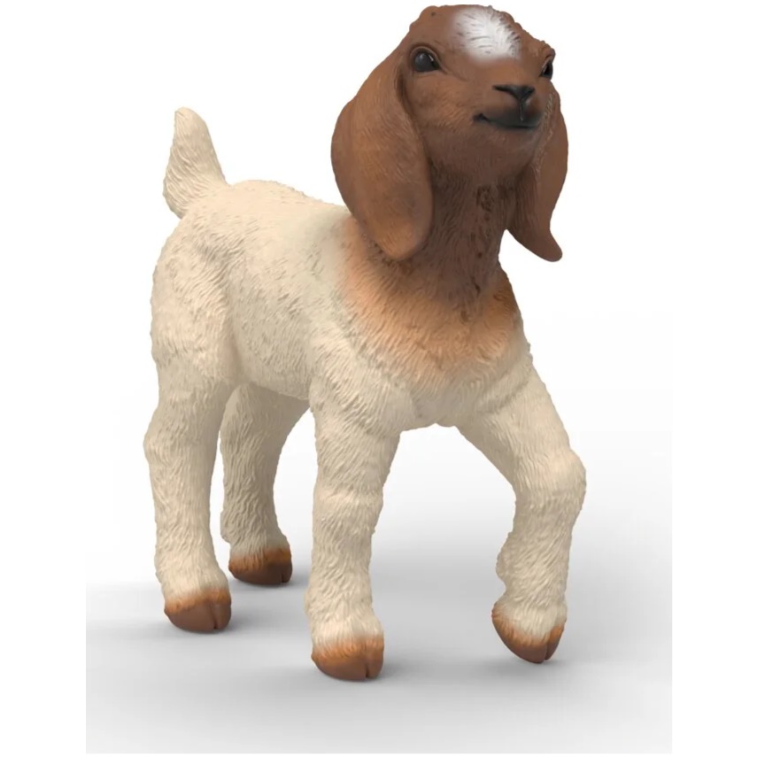 Boer Goat Kid