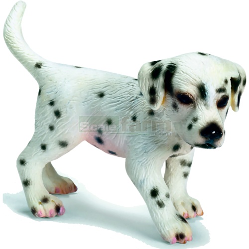 Dalmatian, puppy