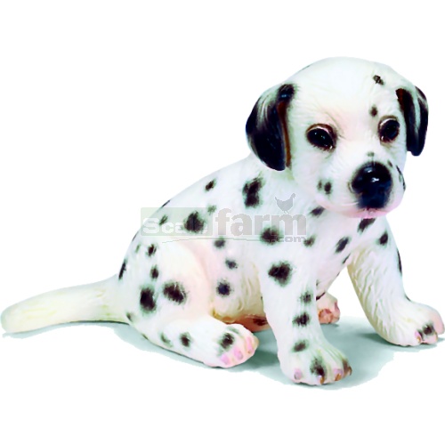 Dalmatian Puppy, sitting