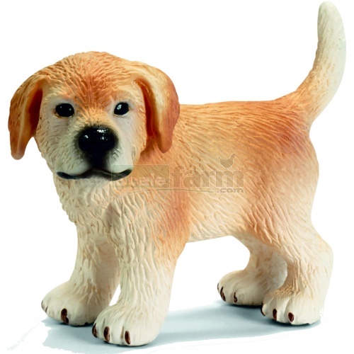 Golden Retri. Puppy, standing