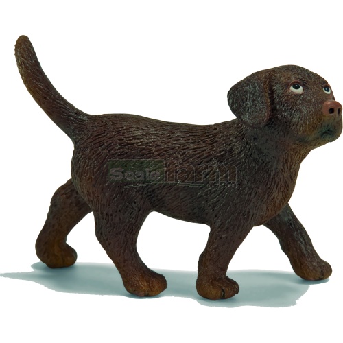 Labrador, puppy