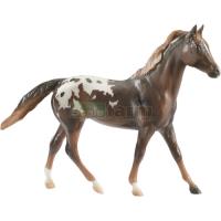 Preview Appaloosa - Chestnut