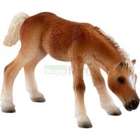 Preview Haflinger Foal