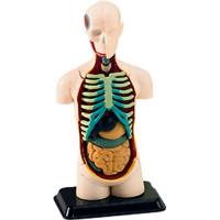 Preview X-Ray Human Body Anatomy Model